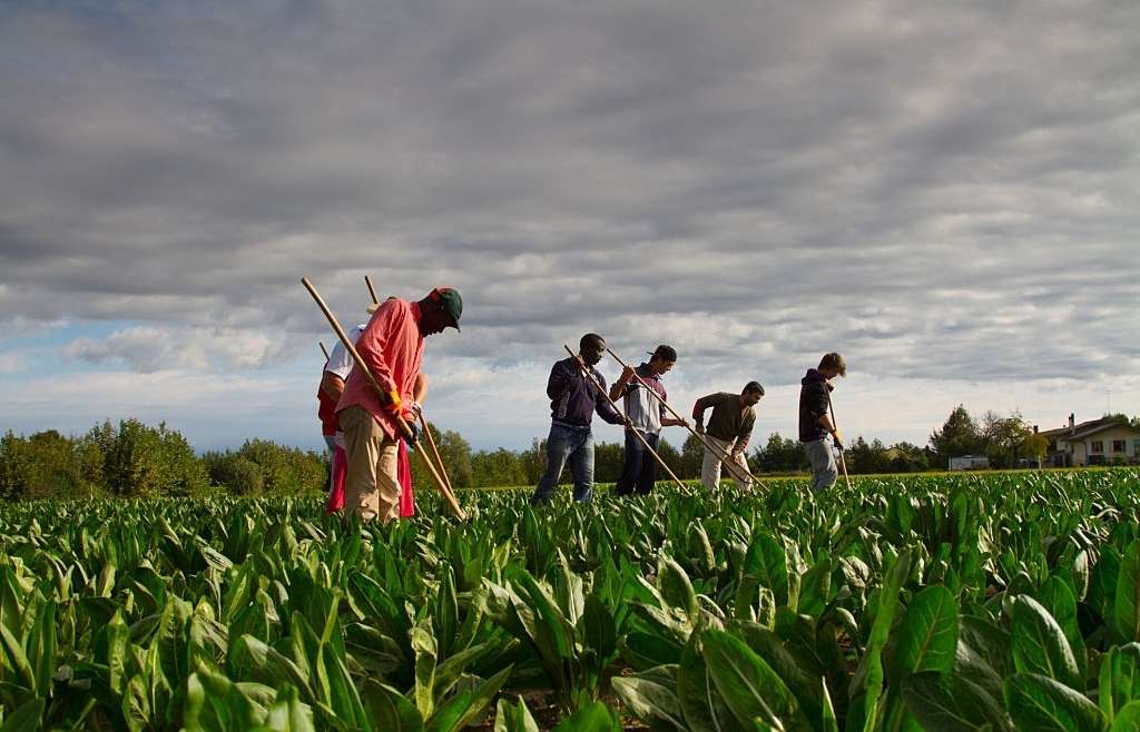 Agriculture Insurance