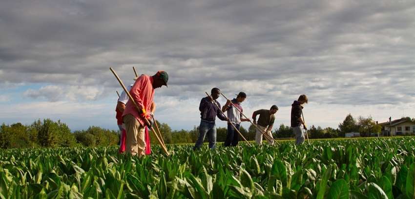 Agriculture Insurance
